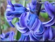 hyacinth flower pictures