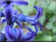 hyacinth flower photos