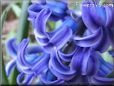 hyacinth pic