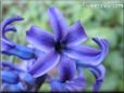 hyacinth pics
