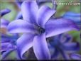 hyacinth images