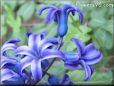 hyacinth graphic