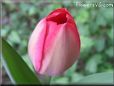 tulip pictures