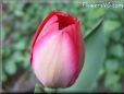 tulip pictures