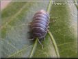 pill bug picture