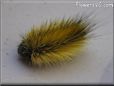 gold hairy fuzzy caterpillar picture