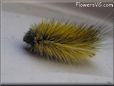 gold fuzzy caterpillars