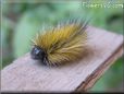 hair yellow caterpillars