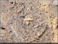 termite picture