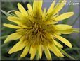  salsify flower pictures