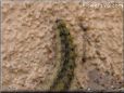  caterpillar photos