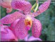 orchids picture