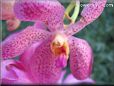 orchid picture