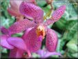 orchid pictures