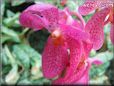 orchid picture