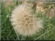 salsify seed head picture