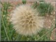 salsify seed head picture