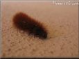 fuzzy caterpillar picture