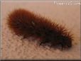 hairy fuzzy caterpillar picture