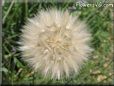 salsify seed head picture