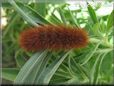 hairy fuzzy caterpillar picture