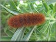 fuzzy caterpillar picture