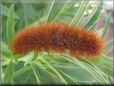 hairy fuzzy caterpillar picture