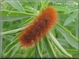 hairy fuzzy caterpillar picture