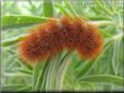 hairy fuzzy caterpillar picture