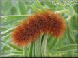 hairy caterpillar picture