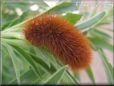 hairy caterpillar picture