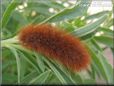 hairy fuzzy caterpillar picture
