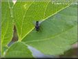 house fly picture