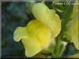 snap dragon flower picture
