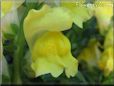 snap dragons picture