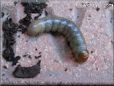 larva