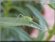 bush cricket picture