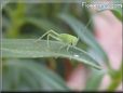 bush cricket picture