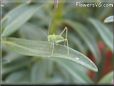 bush cricket picture