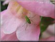 bush cricket picture