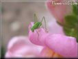 bush cricket picture