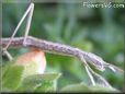 walking stick insect picture