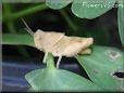 tan grasshopper picture