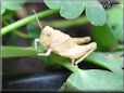 tan grasshopper picture