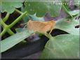 tan grasshopper picture