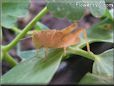 tan grasshopper picture