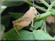 tan grasshopper picture