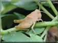 tan grasshopper picture