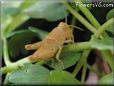 tan grasshopper picture