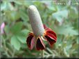 maroon mexican hat flower pictures